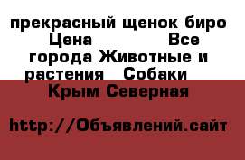 прекрасный щенок биро › Цена ­ 20 000 - Все города Животные и растения » Собаки   . Крым,Северная